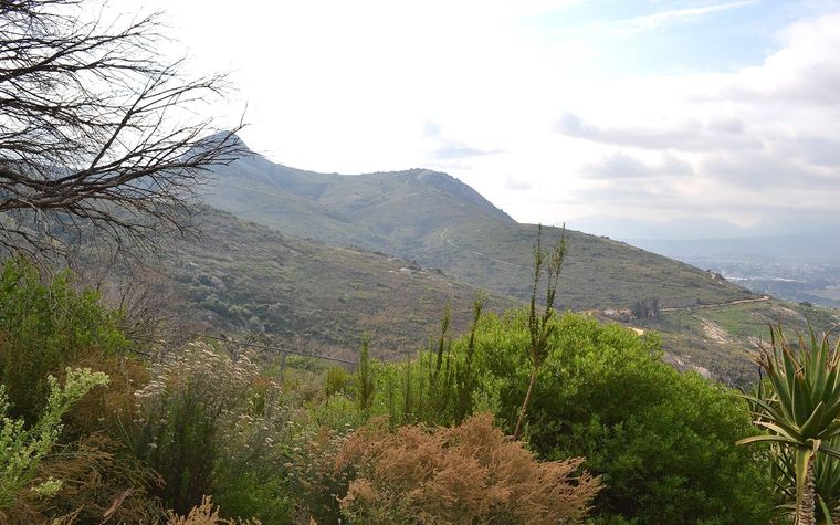 Paarl's granite domes rising above the town and surrounding vineyards